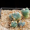 Echinocactus_horizonthalonius_2